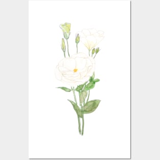 white eustoma Prairie gentian flowers ink and watercolour Posters and Art